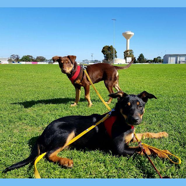 Photo of Koko & Nina