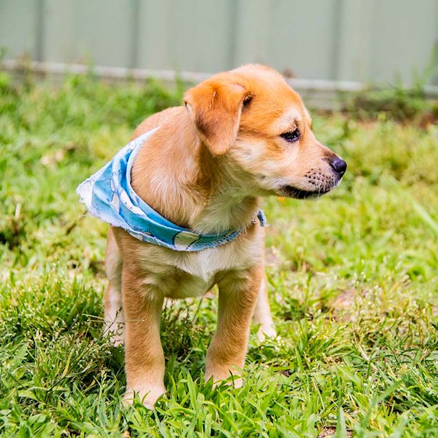 Photo of Cohen ~ Amstaff X Lab Puppy (On Trial 30/11/17)