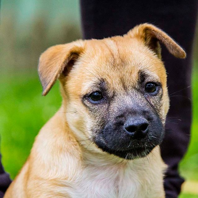 Photo of Sabine ~ Amstaff X Lab Puppy (On Trial 25/11/17)