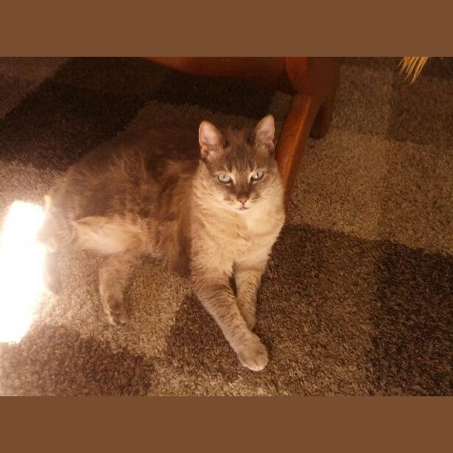 Photo of Misty