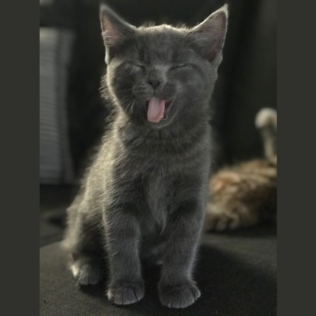 Photo of Chase