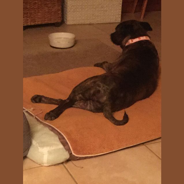 Photo of Risi ... Doesnt Chase The Cat