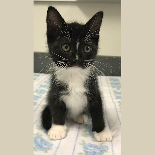 Photo of Zinc