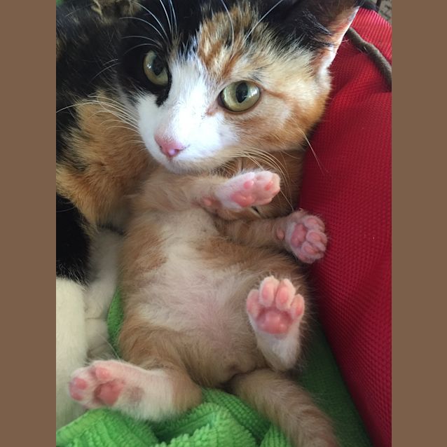 Photo of Rosalie Prettypaws The Painted Cat
