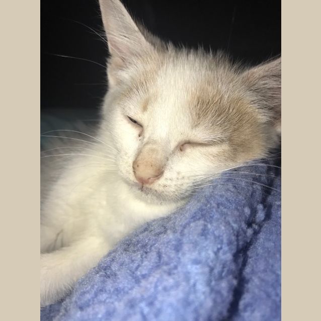 Photo of Butterscotch