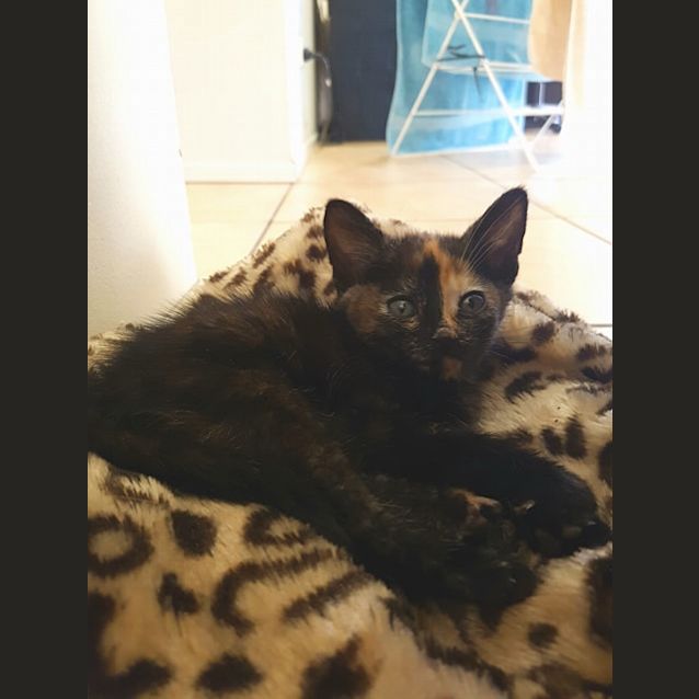 Photo of Sundae