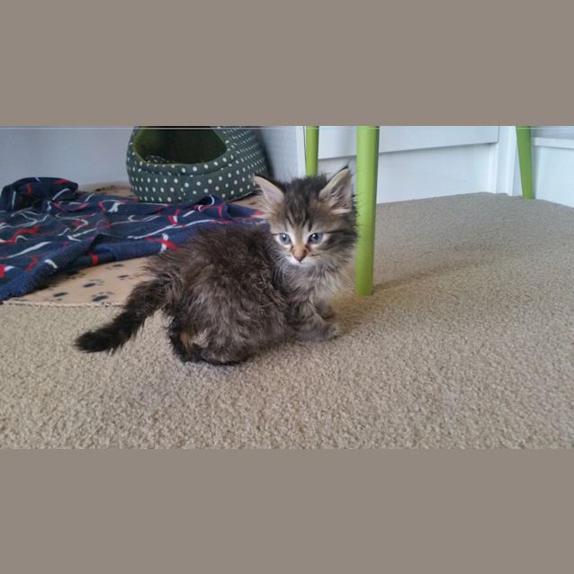 Photo of Fluffy
