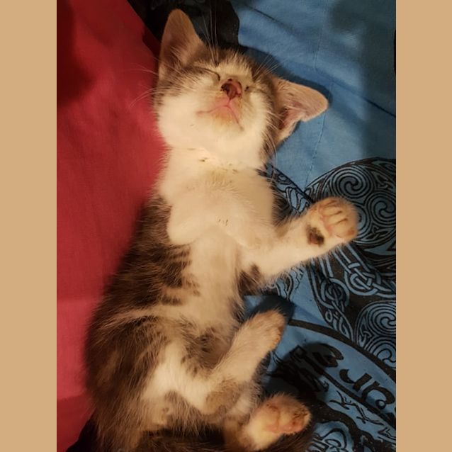 Photo of Pudding 