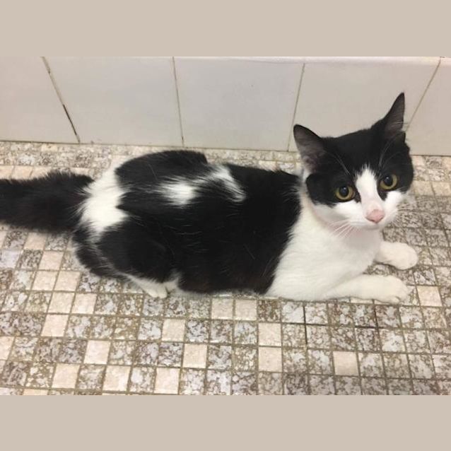 Photo of Mini Moo (4496)