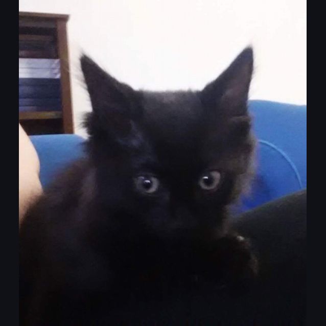 Photo of Ollie
