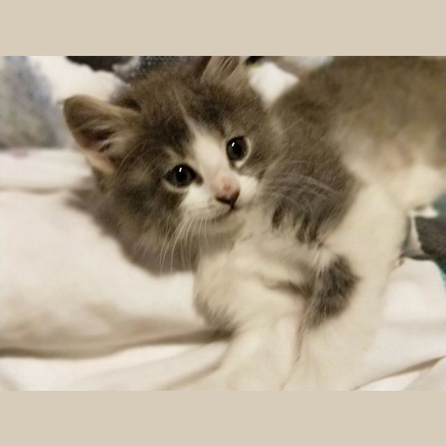 Photo of Pudding
