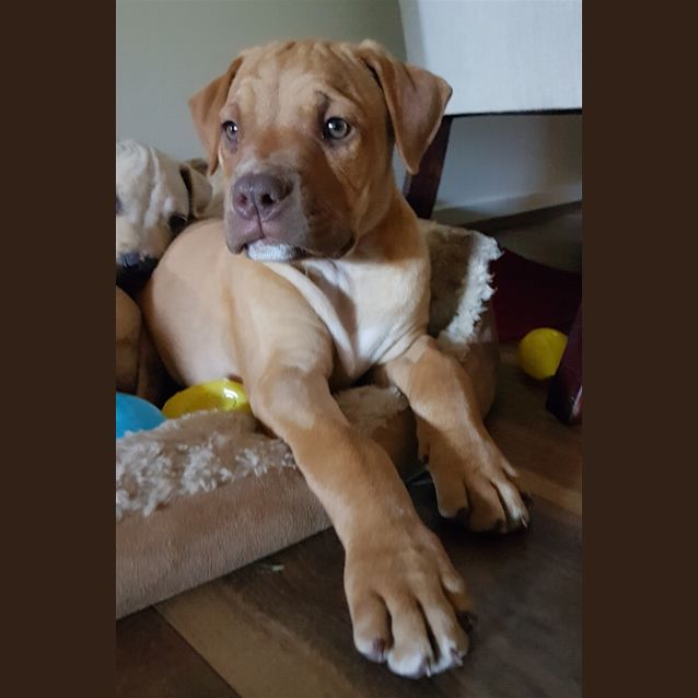 Photo of Milo