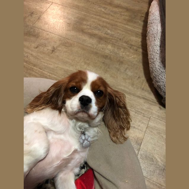 Photo of Ruby