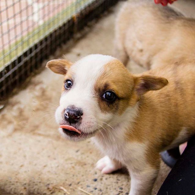 Photo of Morgan ~ Sweet Koolie X Puppy (On Trial 25/11/17)