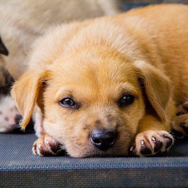 Photo of Genesis ~ Sweet Koolie X Puppy (On Trial 30/11/17)