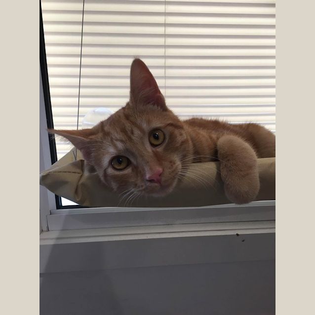 Photo of Ravioli