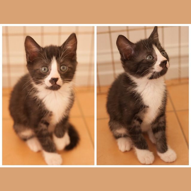 Photo of Chella C3056