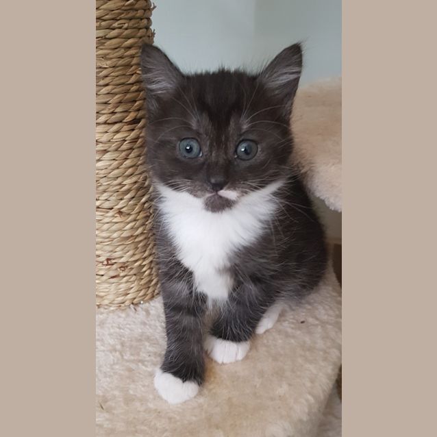Photo of Mouse **2nd Chance Cat Rescue