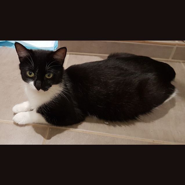Photo of Meryl *2nd Chance Cat Rescue**