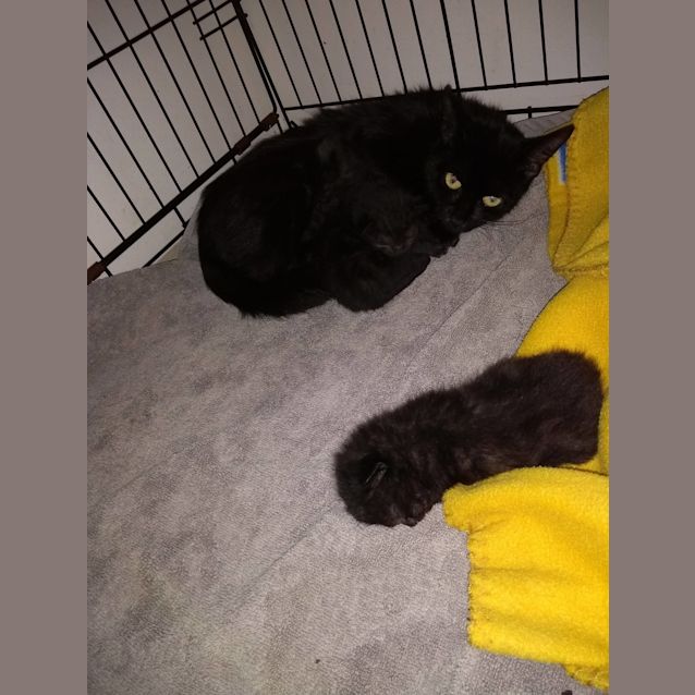 Photo of Mumma Cat & Kittens Carer Needed