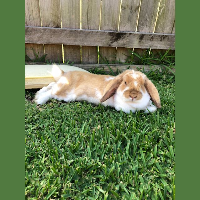 Photo of Tiara