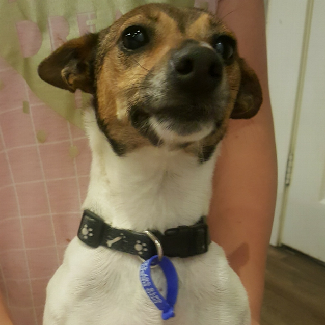 Photo of Lucy ~ Jack Russell X (On Trial 15/12/2017)