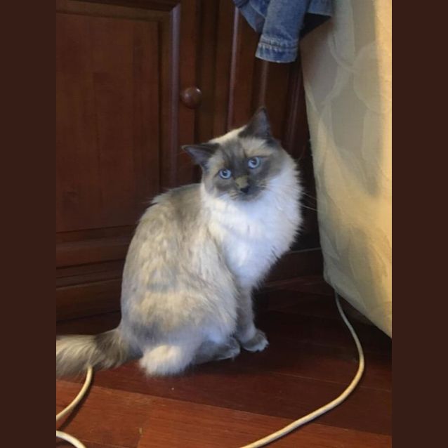 Photo of Toby