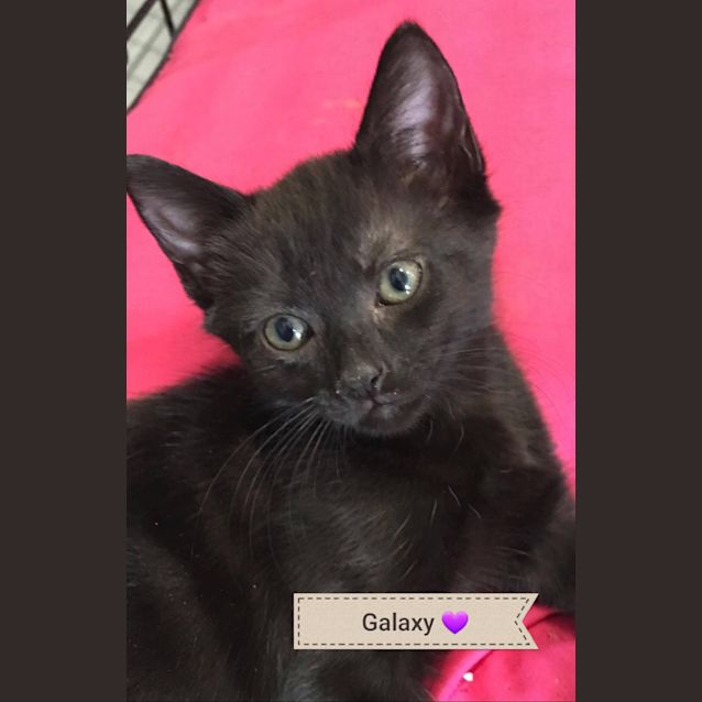 Photo of Galaxy 
