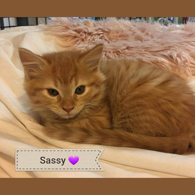 Photo of Sassy