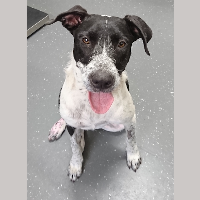 Photo of Oreo