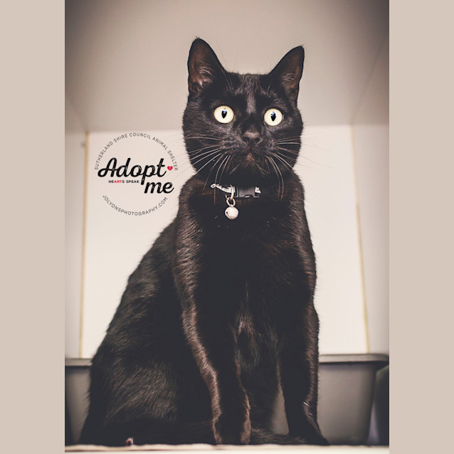 Photo of Olive Blossom