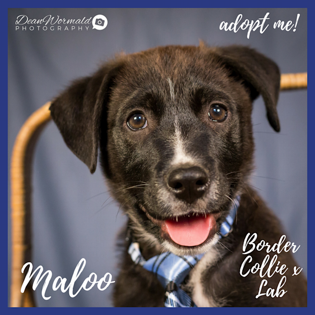 Photo of Maloo ~ Border Collie X Lab (On Trial 3/12/17)