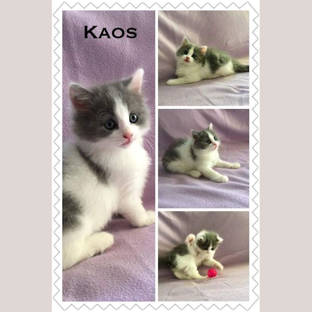 Photo of Kaos (Pre Adoption Available)