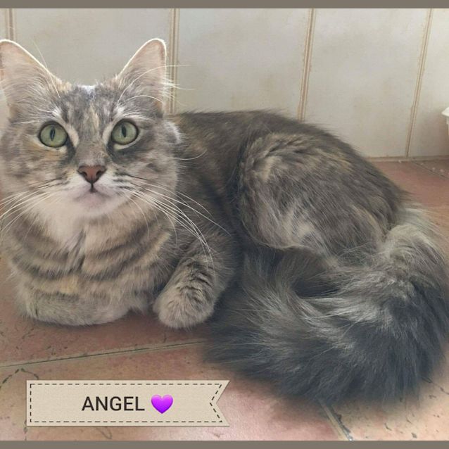 Photo of Angel