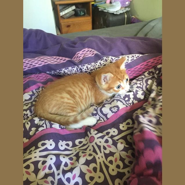 Photo of Mittens