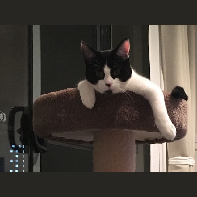 Photo of Ruby