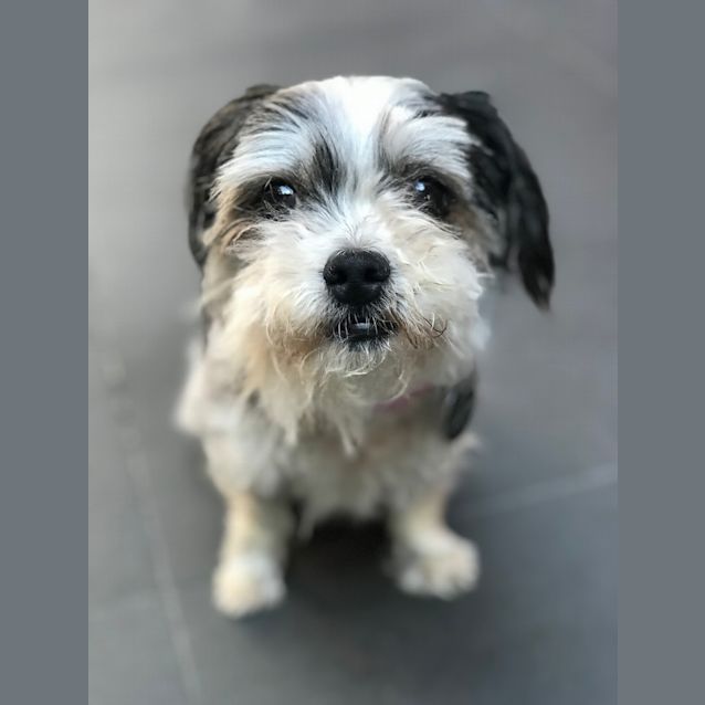 Photo of Sia A Teeny Tiny Lady Of Leisure. 