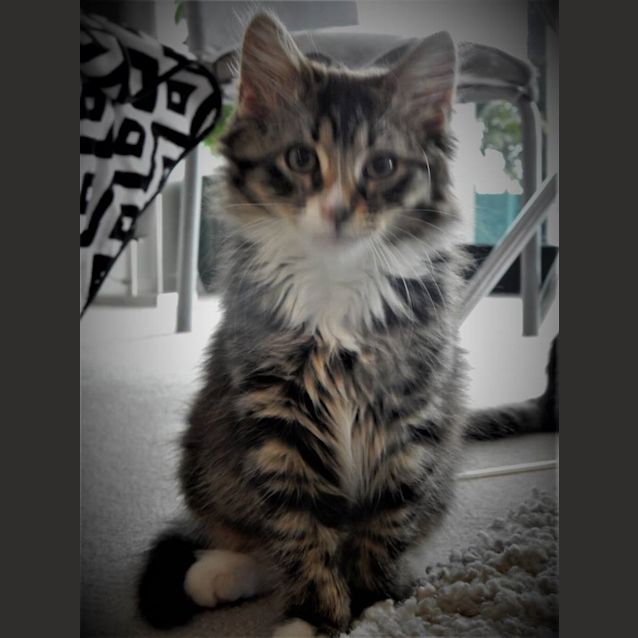 Photo of Casper