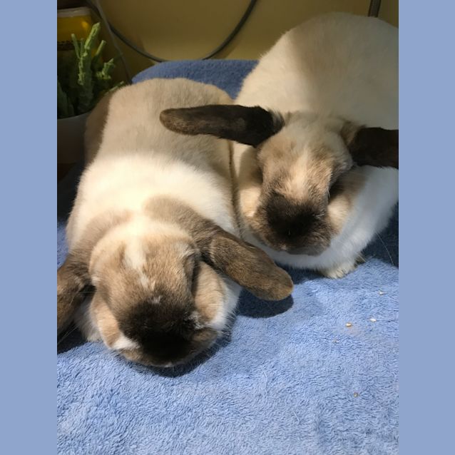 Photo of Bonny And Clyde