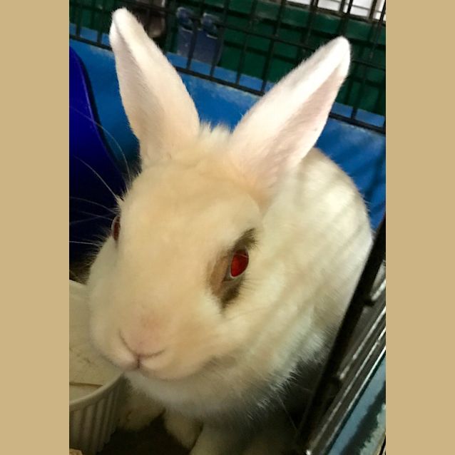 Photo of Punchinello