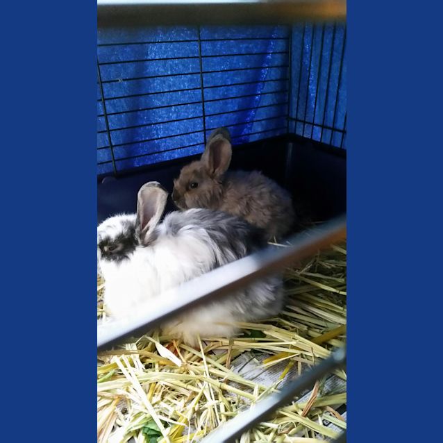 Photo of Jazzy And Oscar