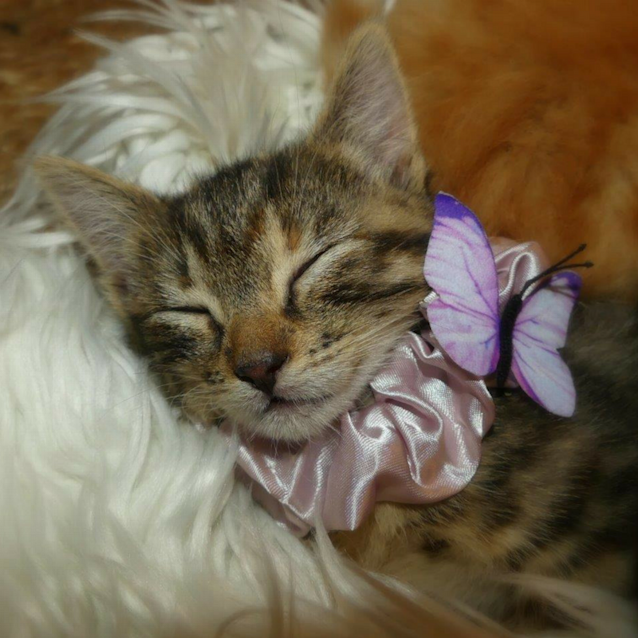 Photo of Dancer ~ Kitten (On Trial 17/12/2017)