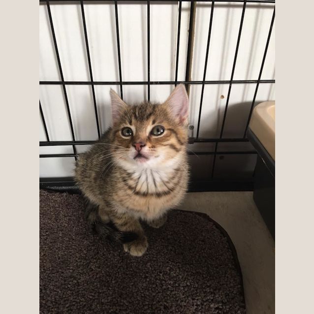 Photo of Basil