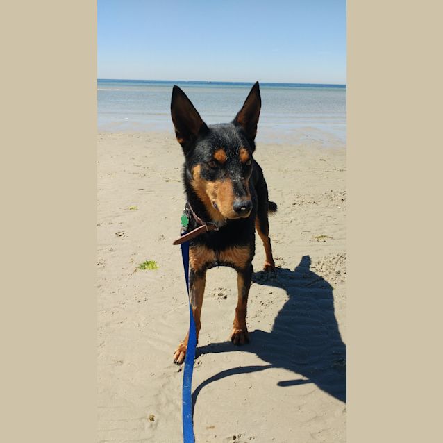 Photo of Boomer, Dog And Cat Friendly