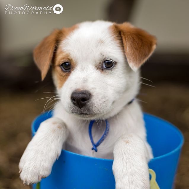 Photo of Romy ~ Staffy X Lab (On Trial 2/12/2017)