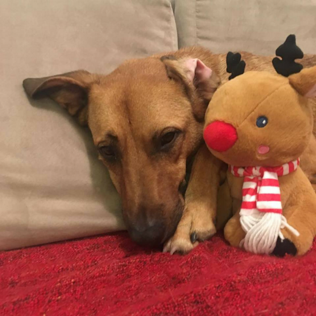 Photo of Bentley ~ Gsd X Staffy (On Trial 14/12/2017)