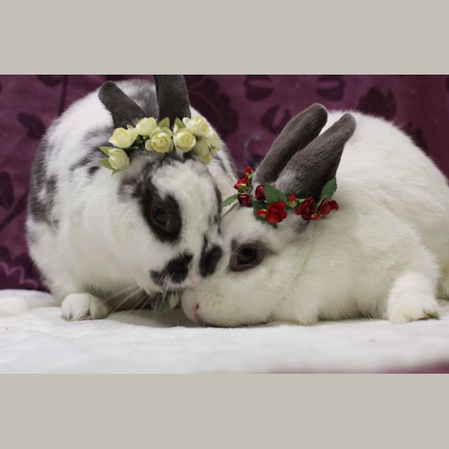 Photo of Feebee And Feather