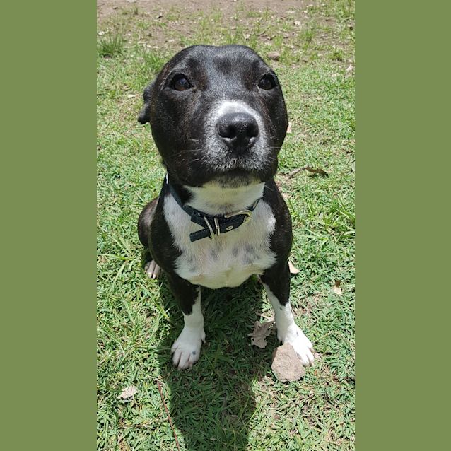 Photo of Gypsy