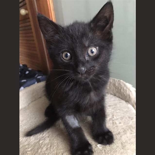 Photo of Sooty
