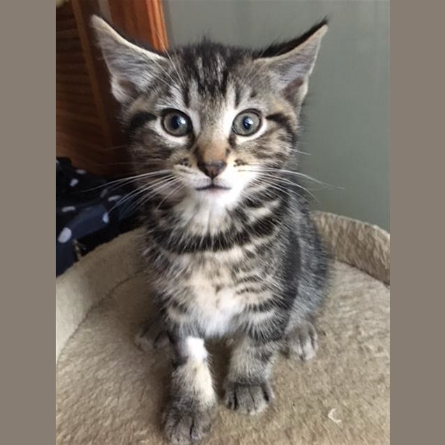 Photo of Felix